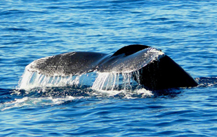 Cabo Whale Watching | Private Whale Watching in Cabo San Lucas